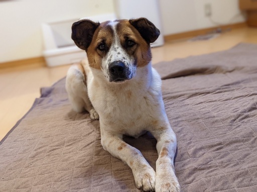 おっとりした性格 甘えん坊な可愛い女の子 たま 雲仙の犬の里親募集 ジモティー