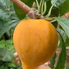 ⭐️カニステル🍋1キロ