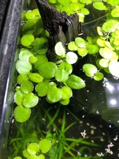 アマゾンフロッグビット 水草 ドンキー107 八戸のその他の中古あげます 譲ります ジモティーで不用品の処分