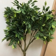 観葉植物　東京インテリア