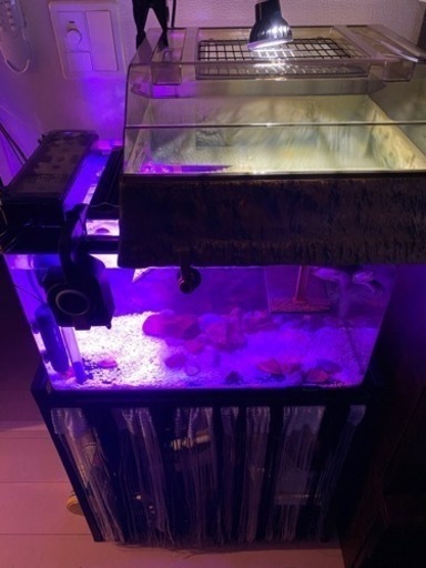 亀 水槽60cm水槽一式飼ってもらえませんか Nessaja 相武台前の家具の中古あげます 譲ります ジモティーで不用品の処分