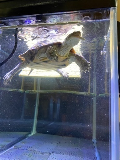 亀 水槽60cm水槽一式飼ってもらえませんか Nessaja 相武台前の家具の中古あげます 譲ります ジモティーで不用品の処分