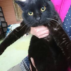 ゴロスリで可愛い黒猫の男の子を貰ってください