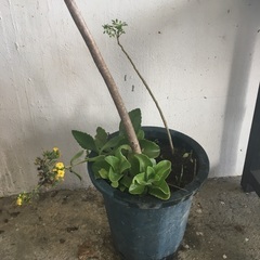 モリンガ鉢植え