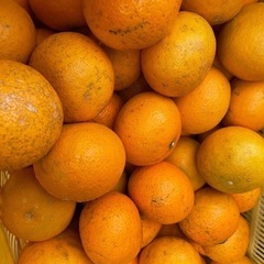 和歌山県有田産　清見　きよみオレンジ　10㎏