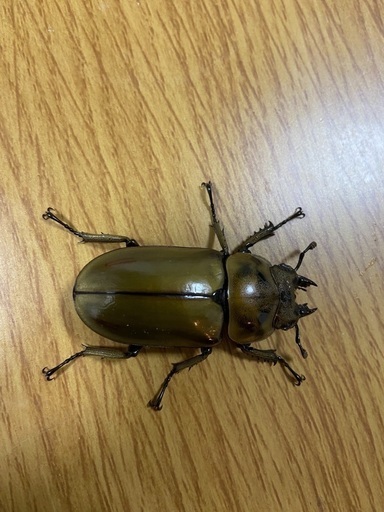 モセリオウゴンオニクワガタ♂♀♀ 大型