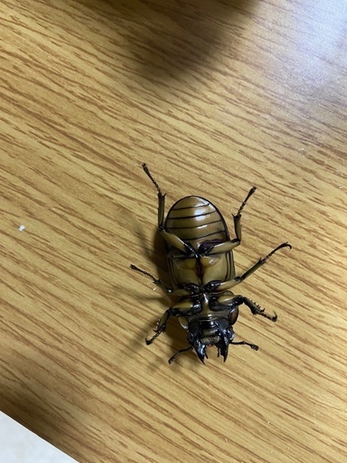 モセリオウゴンオニクワガタ♂♀♀ 大型
