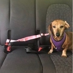 ⭐️軽自動車用　犬のシートベルト