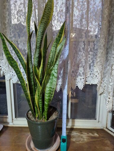 サンスベリア鉢植え