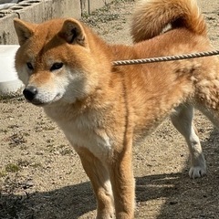 毛並みのいい柴犬です − 広島県