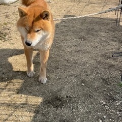 毛並みのいい柴犬です - 福山市