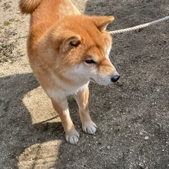 毛並みのいい柴犬です - 犬