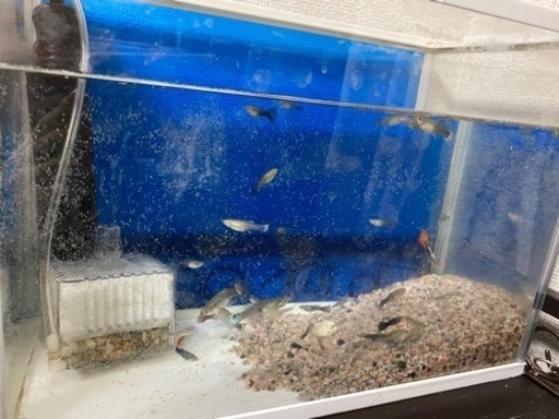 グッピーと水槽