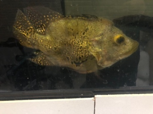 キクラウルトラショート約２４センチ　引き取り魚