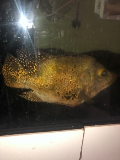 キクラウルトラショート