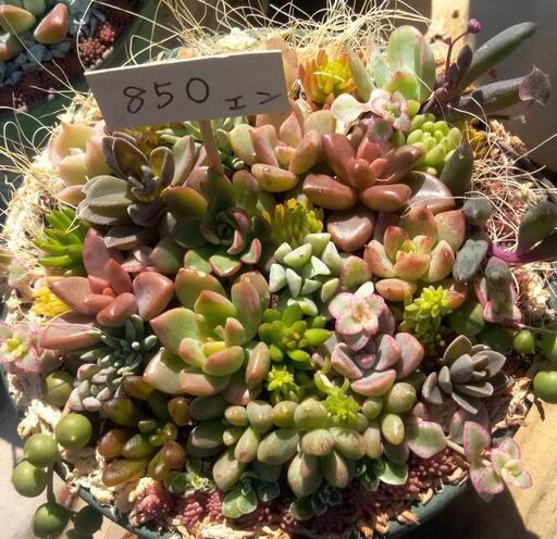 多肉植物寄せ植え 素焼き鉢 グリーン 舞夢 薩摩松元のその他の中古あげます 譲ります ジモティーで不用品の処分