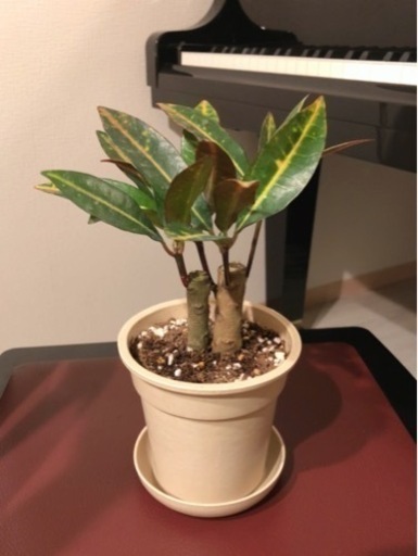 観葉植物クロトン アケボノ24cm2株セットナチュラルカラーの3 5号の鉢と受け皿付き Shun植物と暮らす 小竹向原の家庭用品 ガーデニング の中古あげます 譲ります ジモティーで不用品の処分