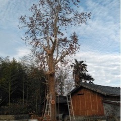 庭木剪定・伐採　名古屋市内と近郊辺り伺います。