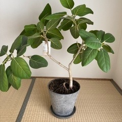 【ネット決済】観葉植物　ベーガレンシス