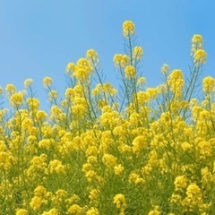 菜の花ください！