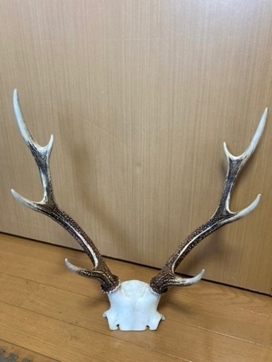 鹿の角 鹿角 オブジェ 天然 白色鹿角 アクセサリー部材 手芸部材