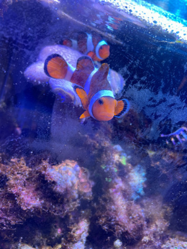 海水魚、サンゴ、イソギンチャク　アクアリウム機材　等　生体お売りします。