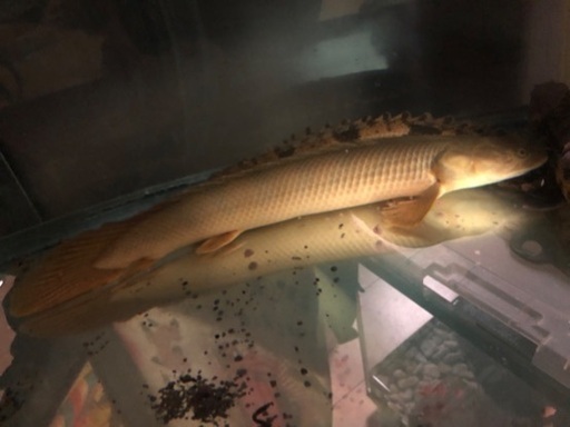 【古代魚】ビキールビキール