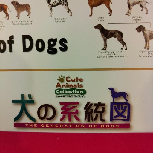犬の系統図パズル つね坊 糸満の本 Cd Dvdの中古あげます 譲ります ジモティーで不用品の処分
