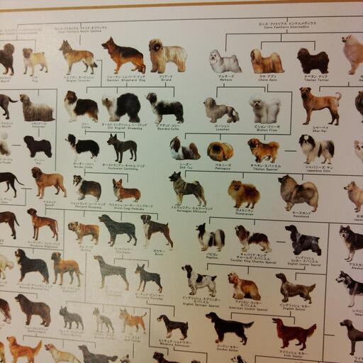 犬の系統図パズル つね坊 糸満の本 Cd Dvdの中古あげます 譲ります ジモティーで不用品の処分