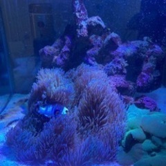 石垣産ハタゴイソギンチャク【引取り限定】