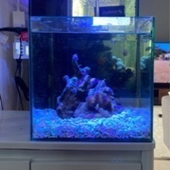 石垣産ハタゴイソギンチャク 引取り限定 よよよ0716 新居浜のその他の中古あげます 譲ります ジモティーで不用品の処分
