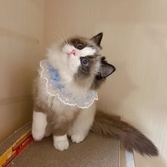 よだれかけ エプロン 猫ちゃん用わんちゃん用