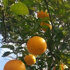 完全無農薬、無化学肥料　はっさく　柑橘類　7kg（訳あり分) 