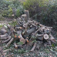 伐採した木をあげます。