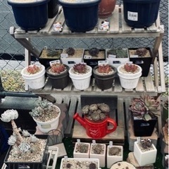 多肉植物まとめ売り【緊急】