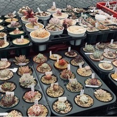多肉植物まとめ売り【緊急】