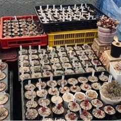 多肉植物まとめ売り【緊急】