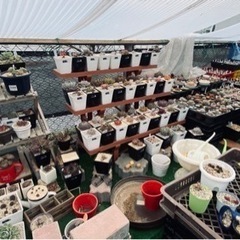 多肉植物まとめ売り【緊急】