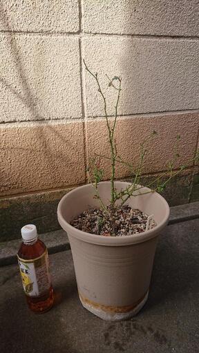 バラ等まとめて☆つるバラ☆イングリッシュローズ☆ノイバラ☆など