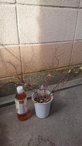 バラ等まとめて☆つるバラ☆イングリッシュローズ☆ノイバラ☆など