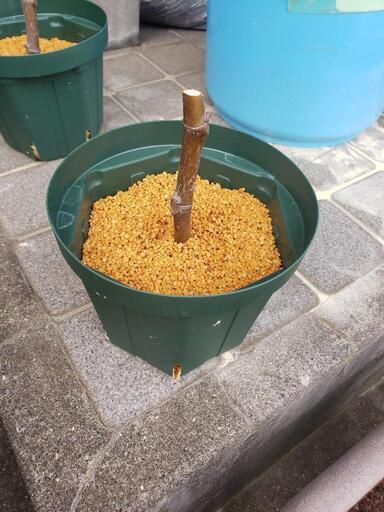 いちじく　ブラックマデイラ　1鉢 いちじく ブラックマデイラ 1鉢