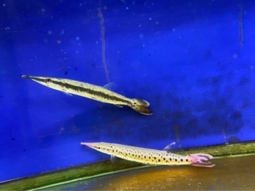 熱帯魚　マーブルハイドロシナスガー、ゴールデンパイクカラシン