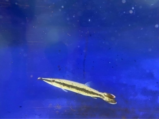 熱帯魚 マーブルハイドロシナスガー、ゴールデンパイクカラシン