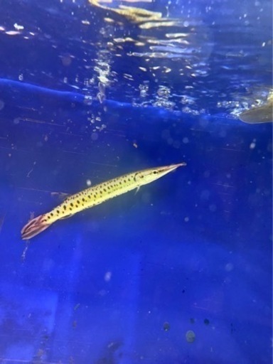 熱帯魚 マーブルハイドロシナスガー、ゴールデンパイクカラシン