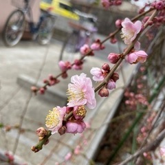 桜、さくら、蕾たくさん、