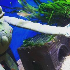 ジブリ熱帯魚水槽 まるお 代々木八幡のその他の中古あげます 譲ります ジモティーで不用品の処分
