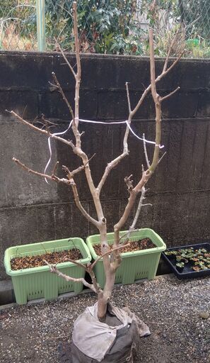 サルスベリ白花　樹高約1.6m サルスベリ白花 樹高約1.6m