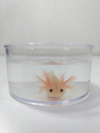 超可愛い ウーパールーパー リューシスティック 幼生 体長約8 Cm じゅん 矢部のその他の中古あげます 譲ります ジモティーで不用品の処分