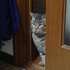 【受付再開します】優しく穏やかなキジトラさんです - 猫