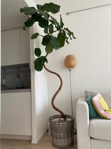 アフリカンプリンス　210cm